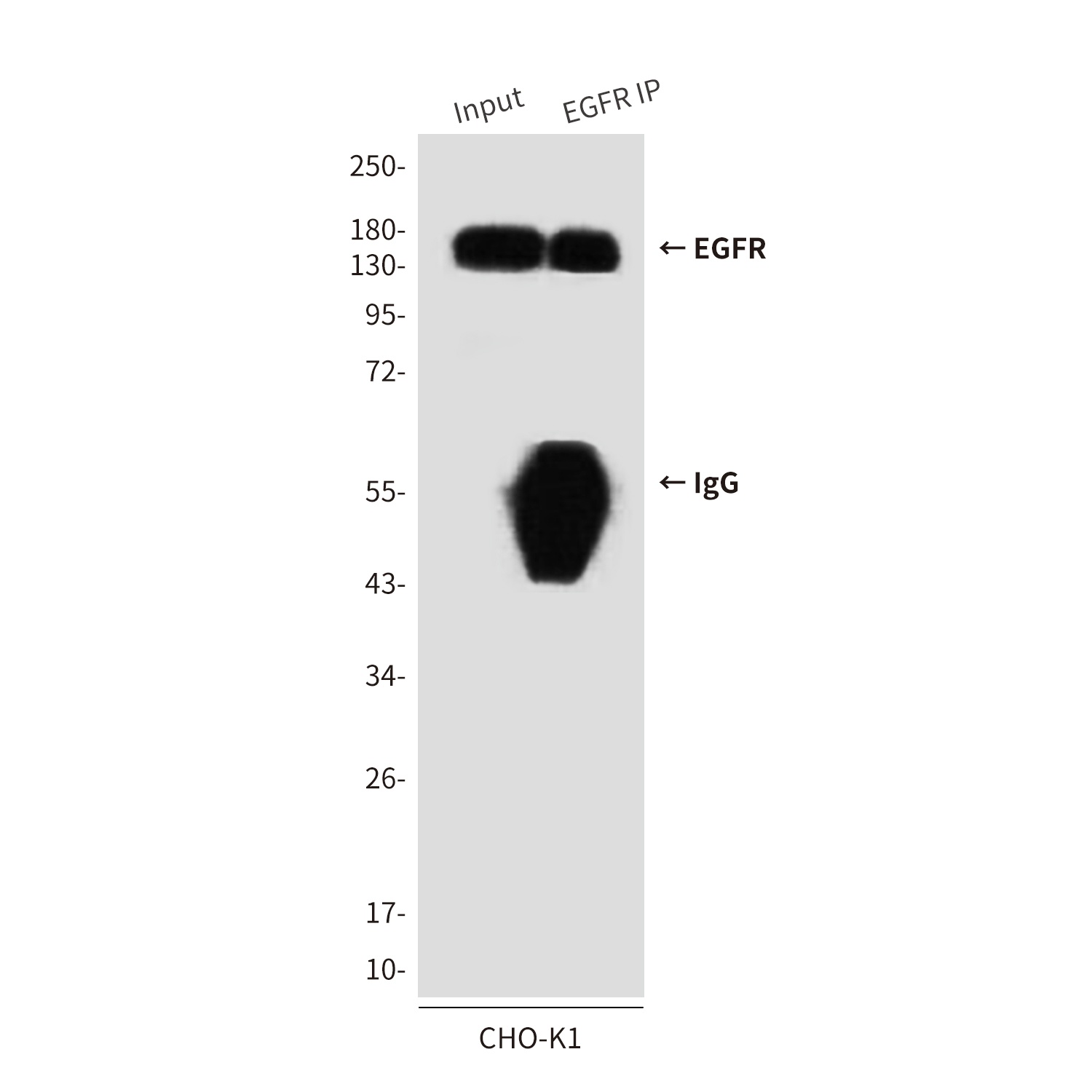 EGFR (5E9) Mouse mAb