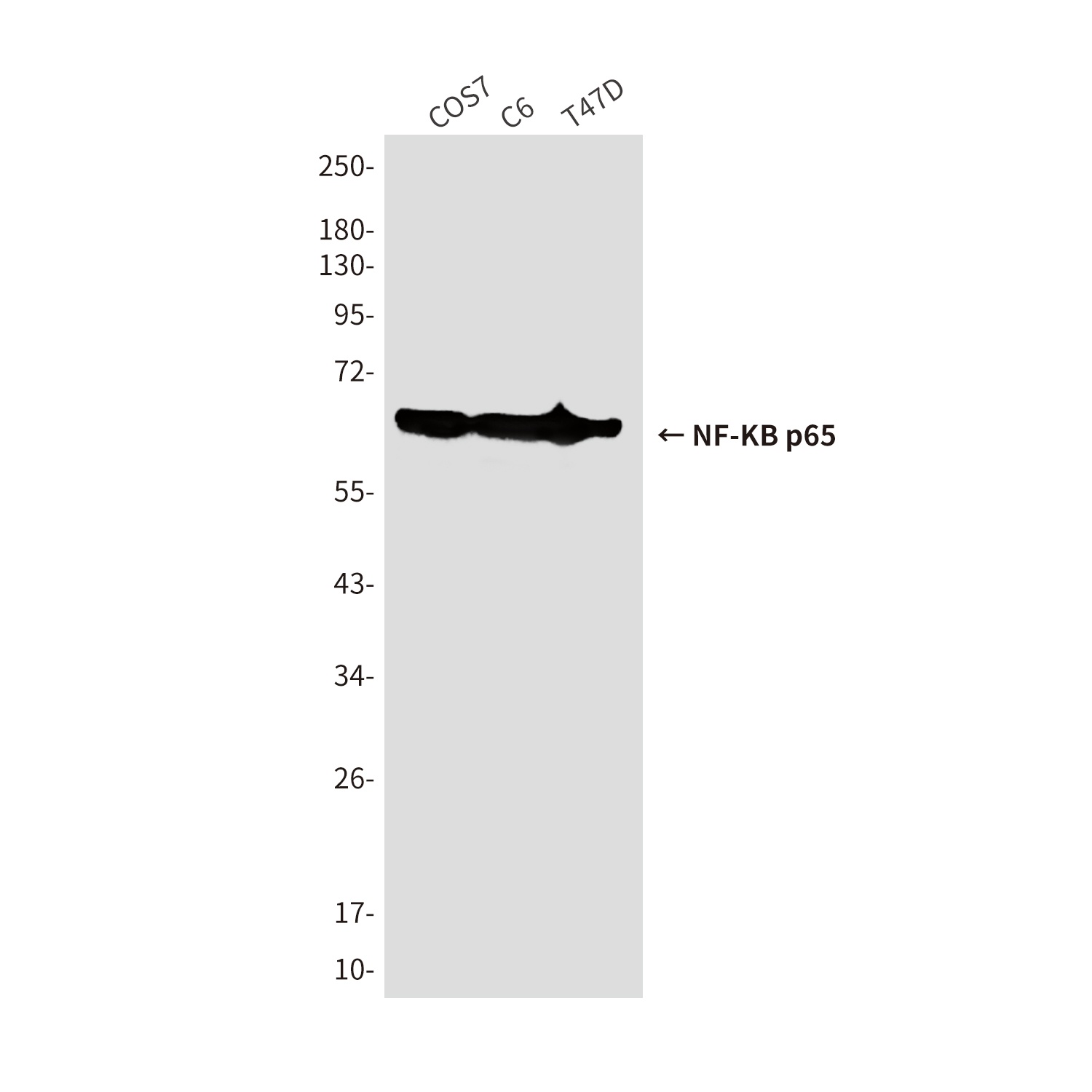 NF-KB p65 (3D2) Mouse mAb