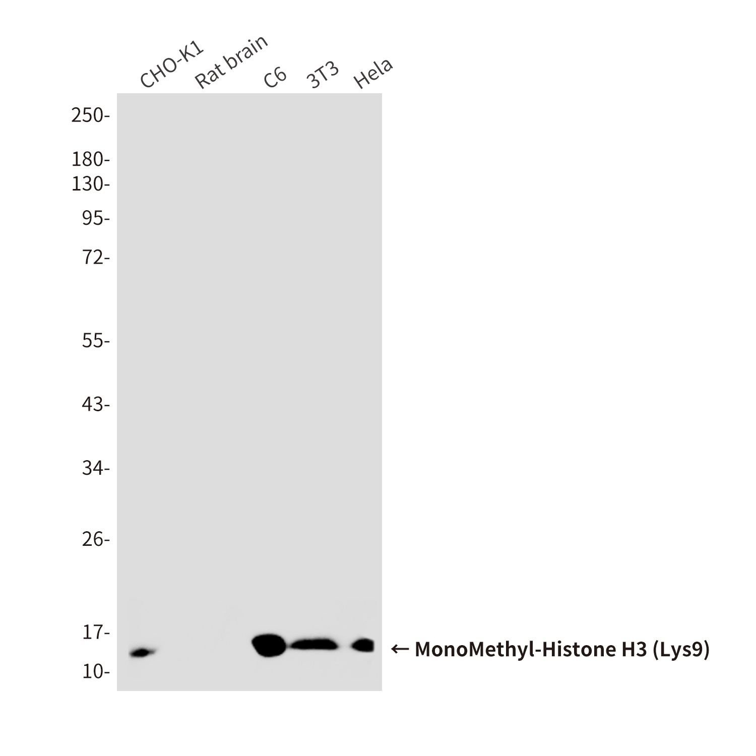 H3C1 Antibody