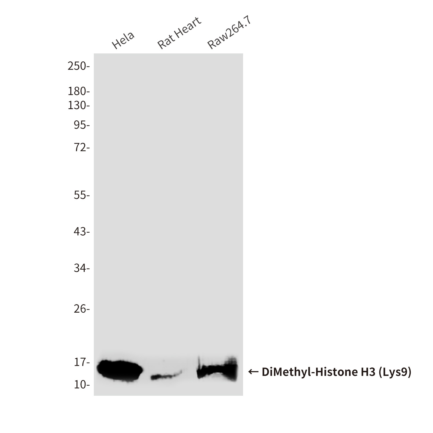 DiMethyl-Histone H3 (Lys9) (10B2) Mouse mAb
