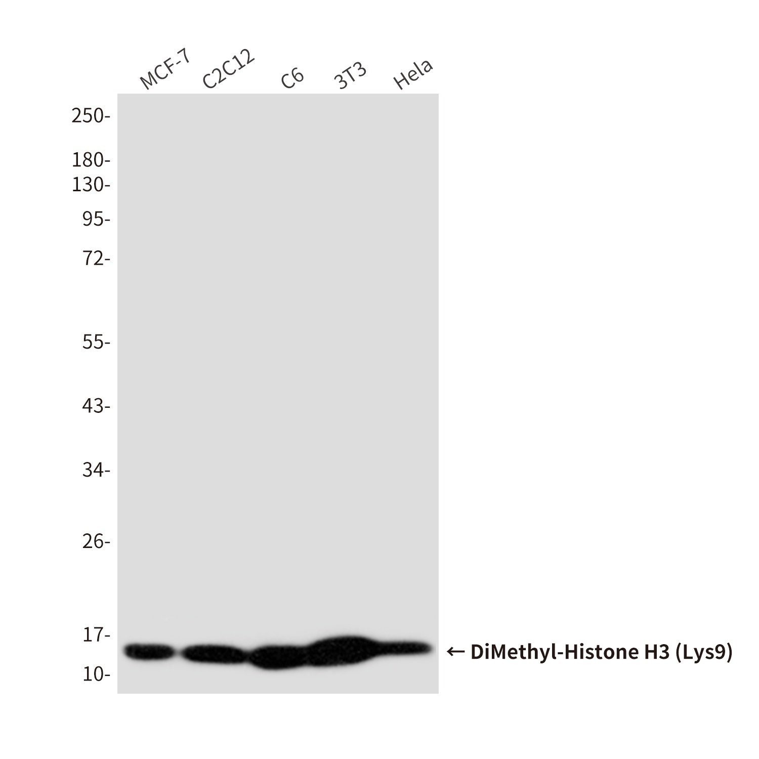 H3C1 Antibody