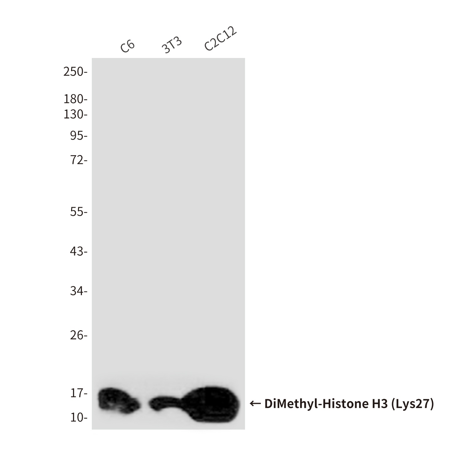 H3C1 Antibody