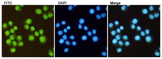 H3C1 Antibody