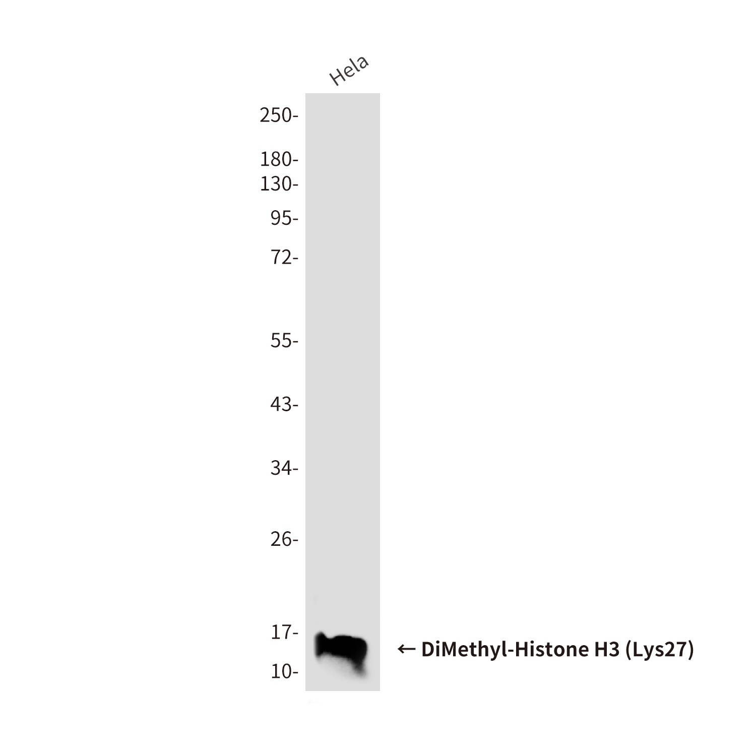 H3C1 Antibody