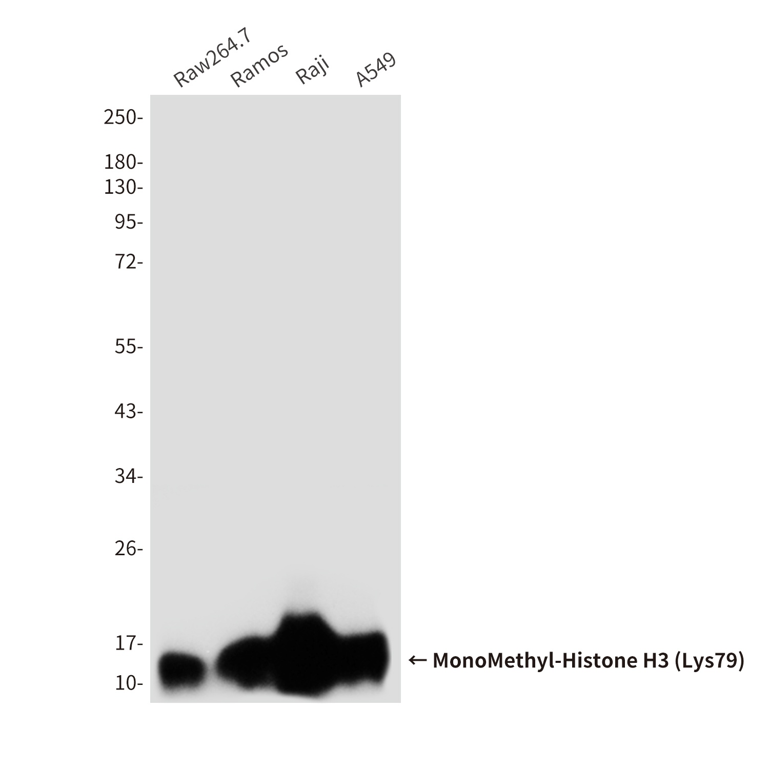 H3C1 Antibody