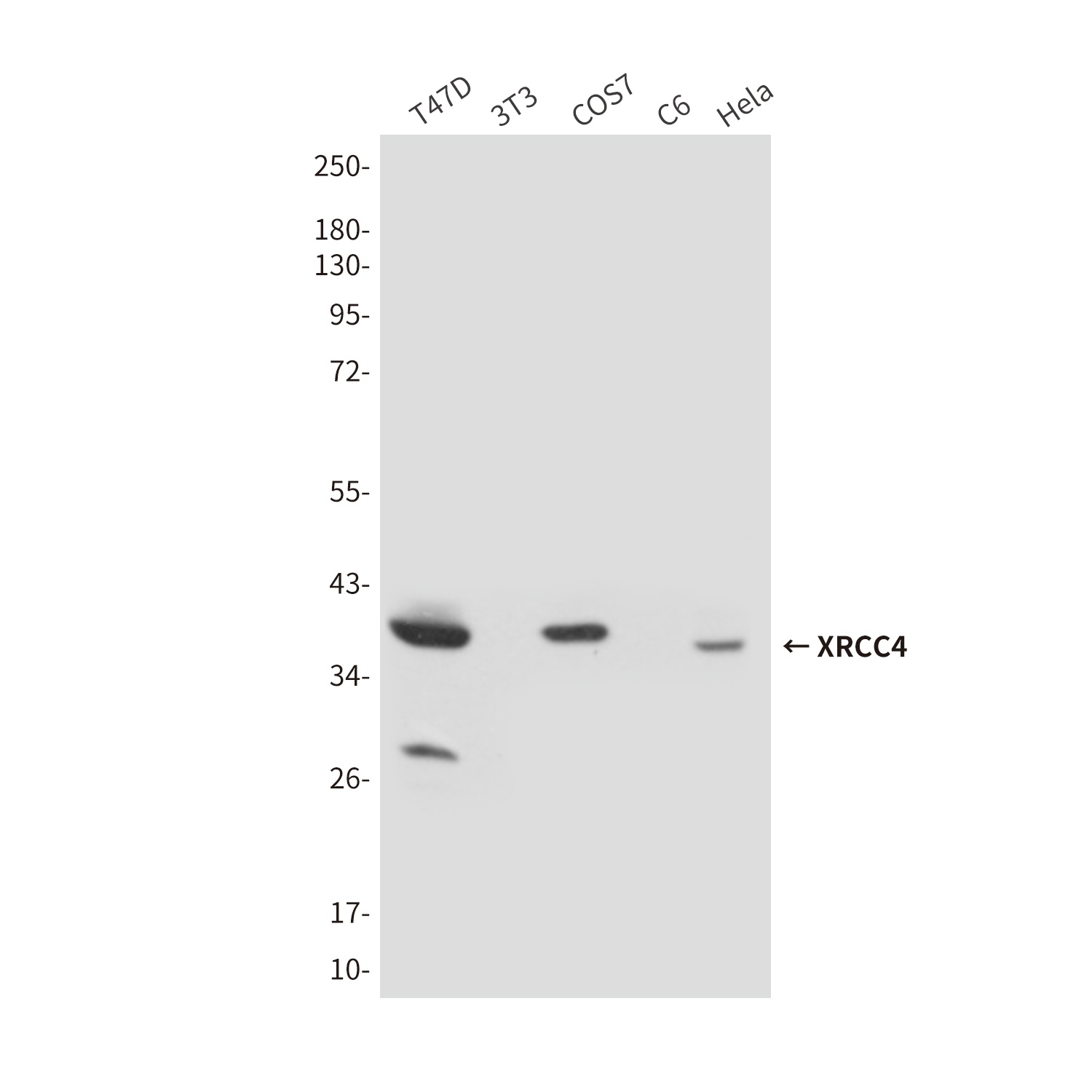 XRCC4 Antibody