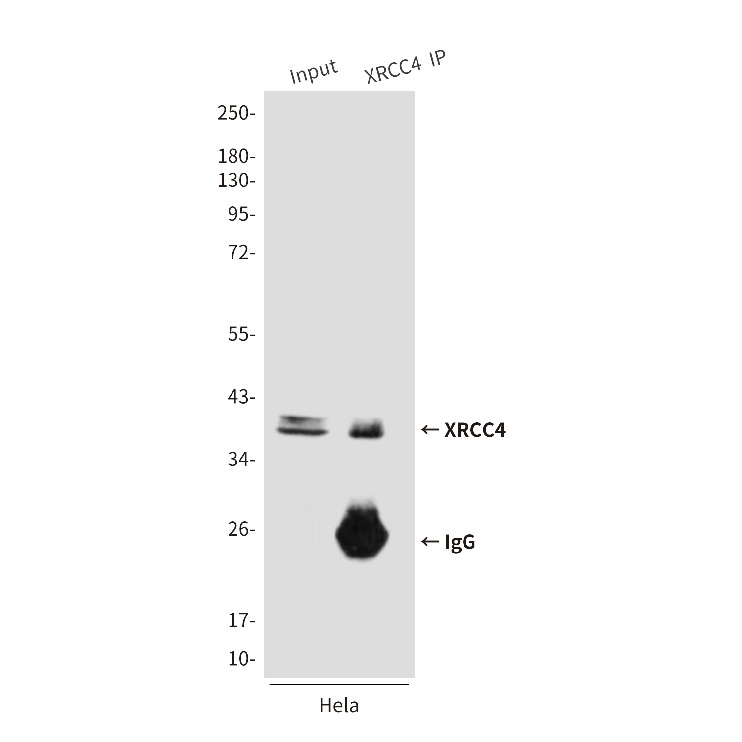 XRCC4 Antibody