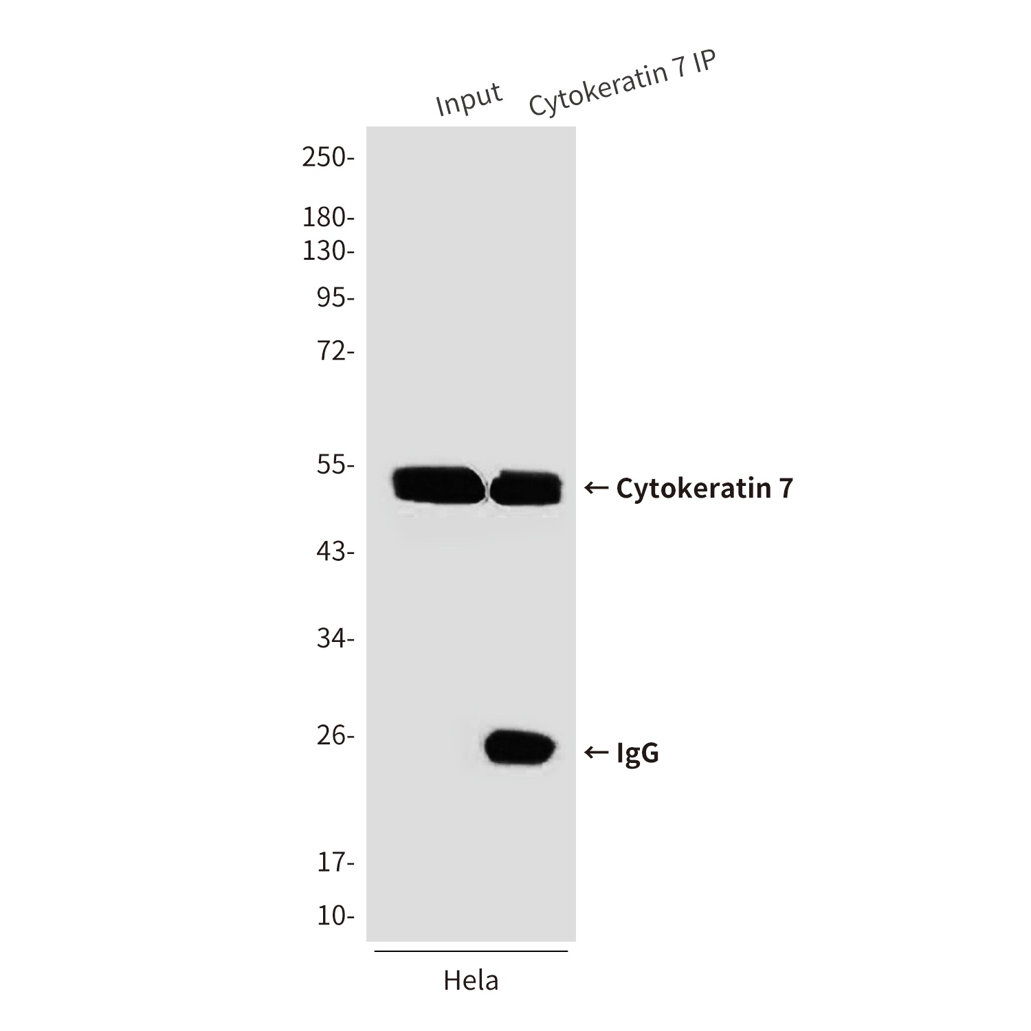 KRT7 Antibody