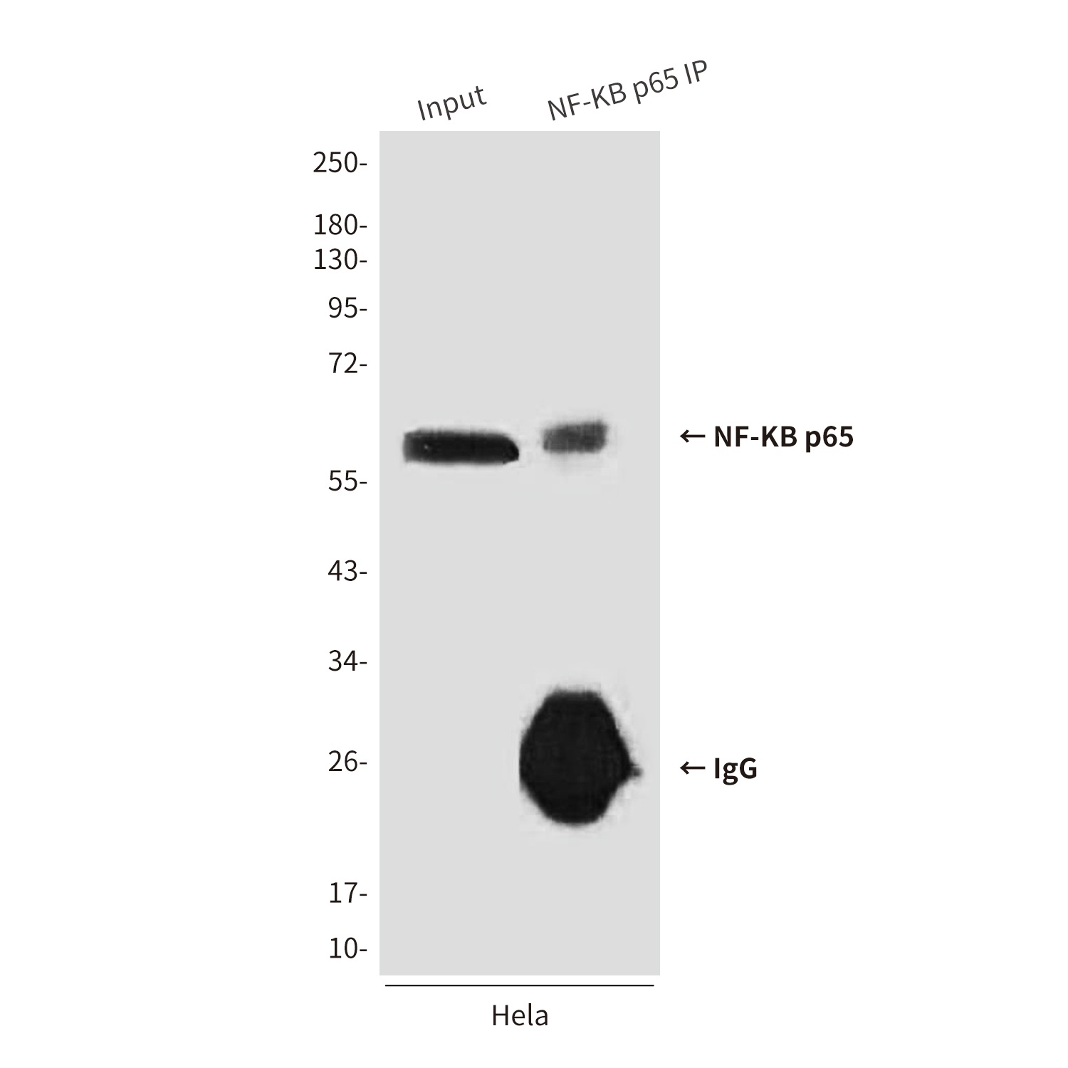 NF-KB p65 (5A10) Mouse mAb