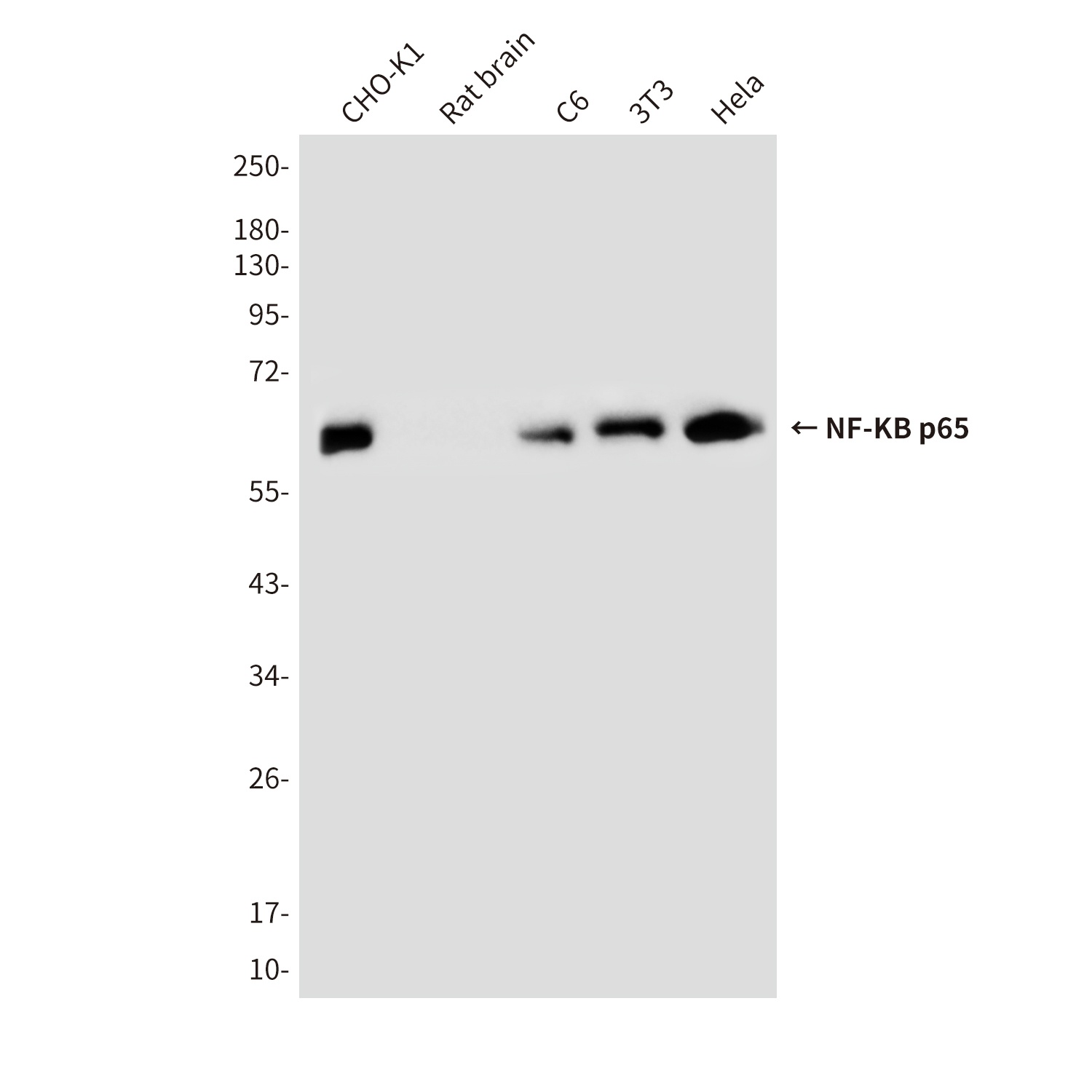 NF-KB p65 (5A10) Mouse mAb