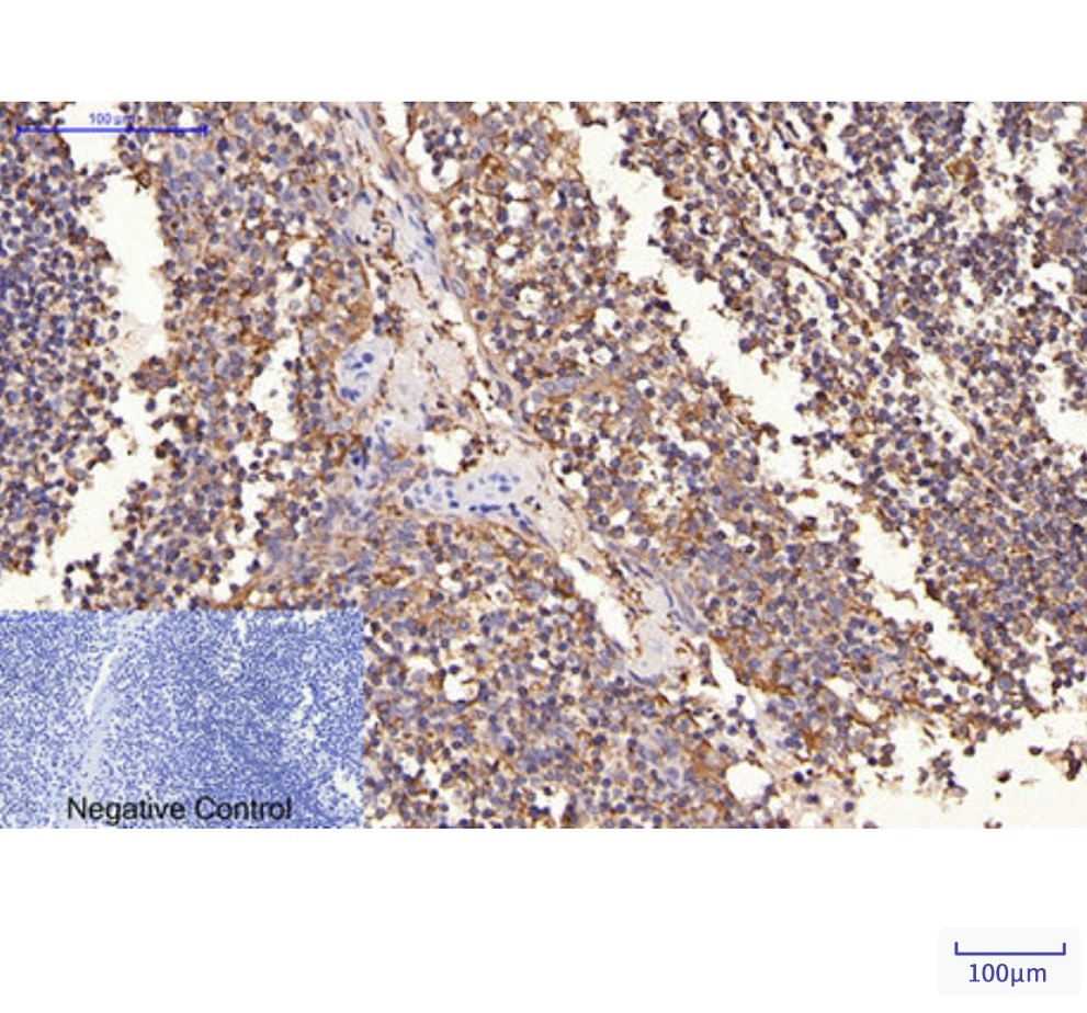 ErbB 2 (1C4) Mouse mAb