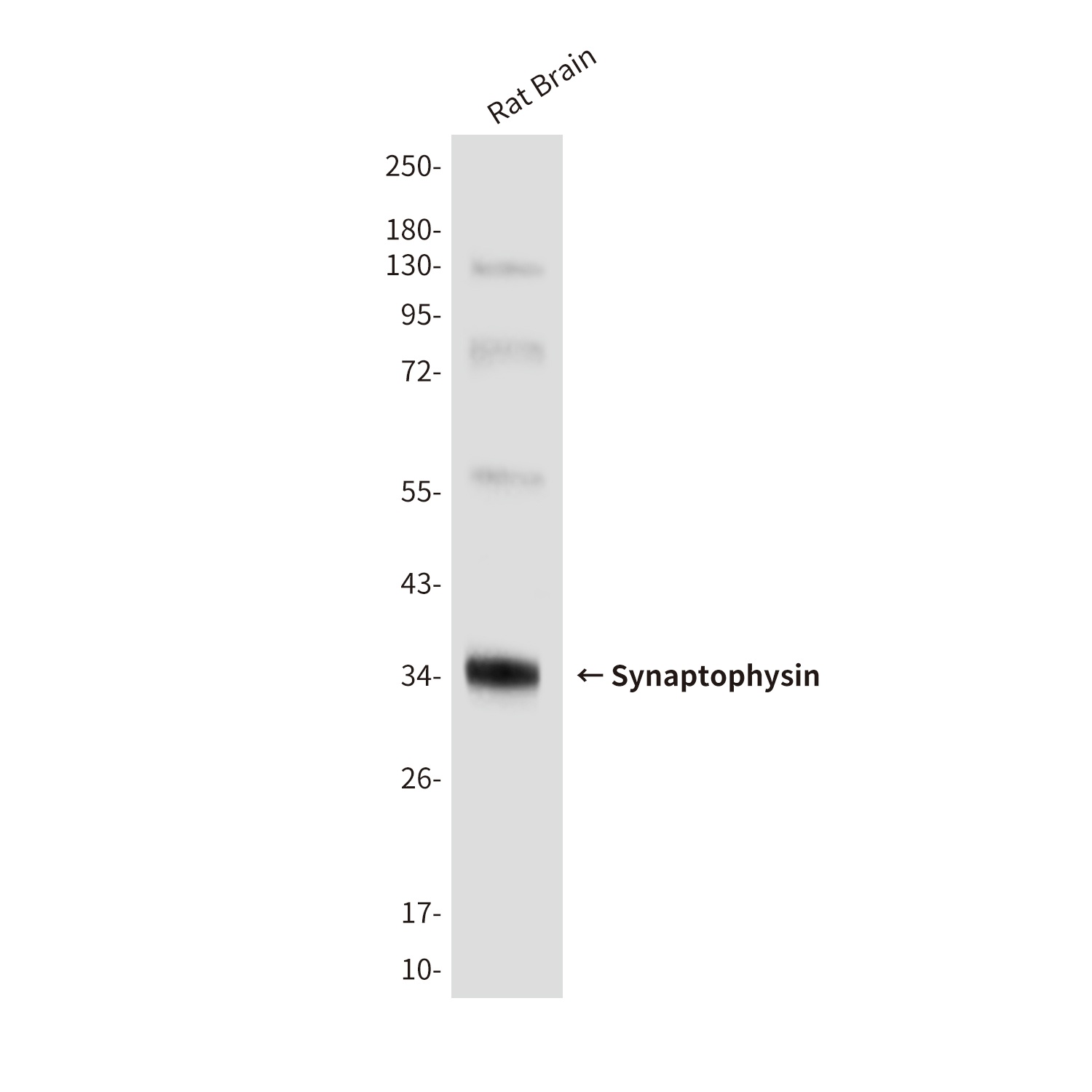 Synaptophysin (10C8) Mouse mAb