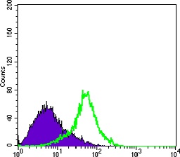 LYRIC/AEG1 Mouse Monoclonal Antibody