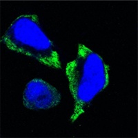 PAK2 (7H3) Mouse mAb
