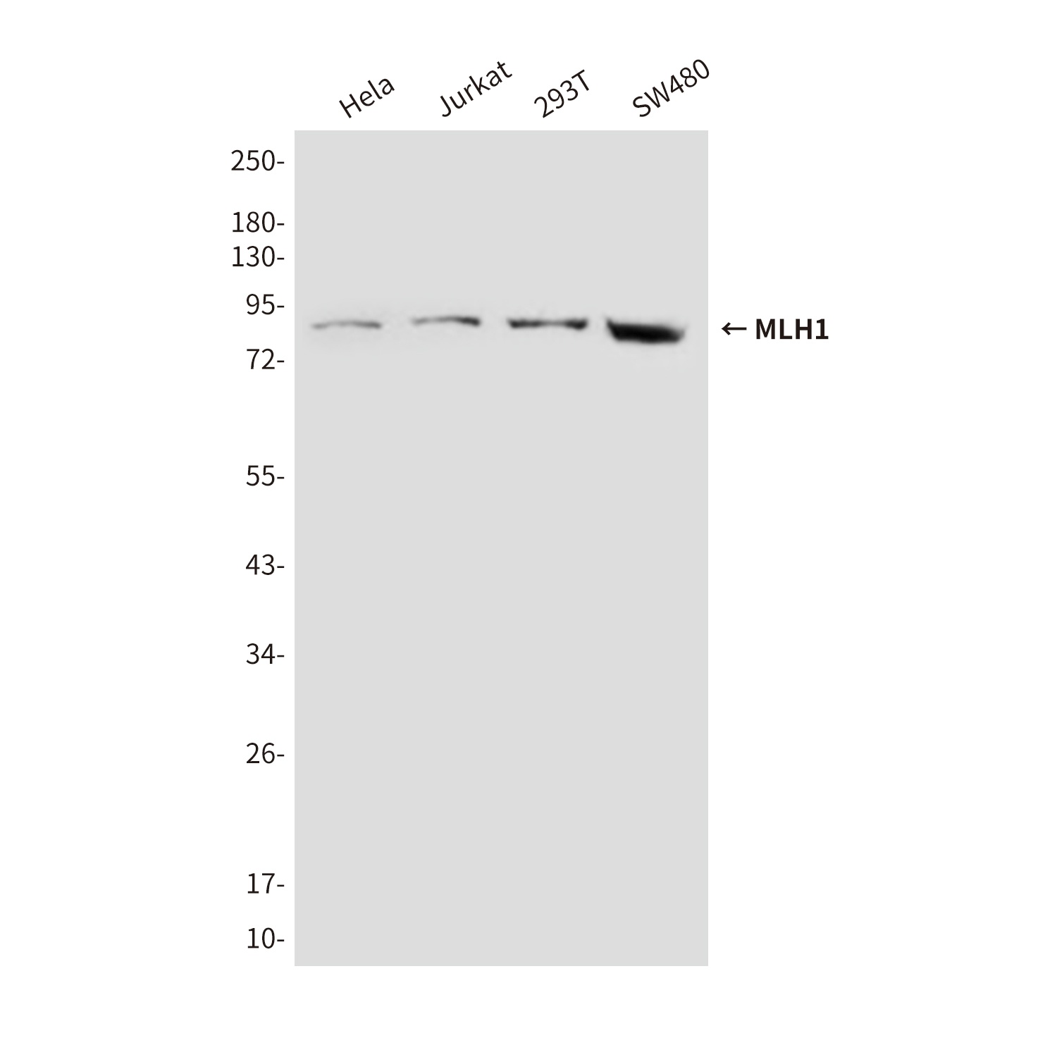 MLH1 Antibody