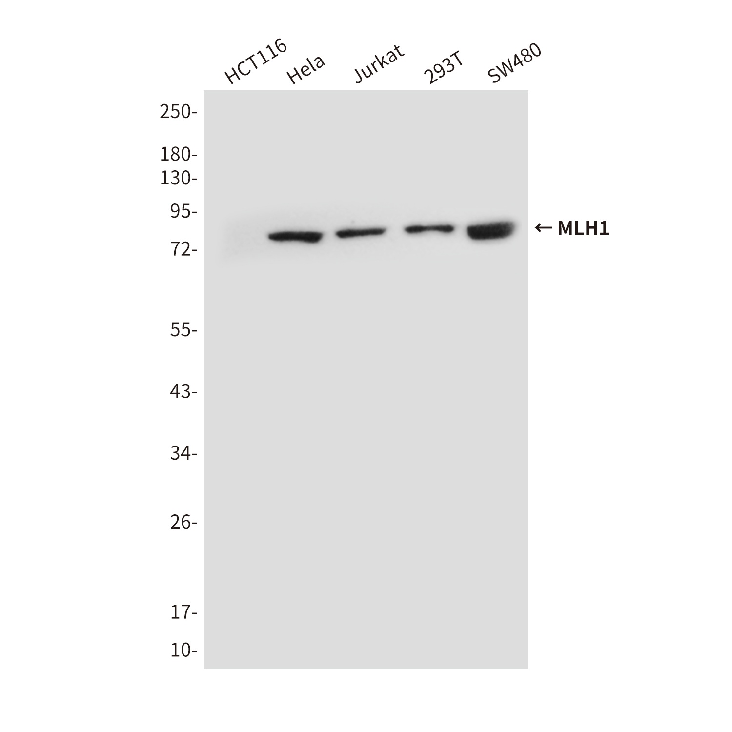 MLH1 Antibody