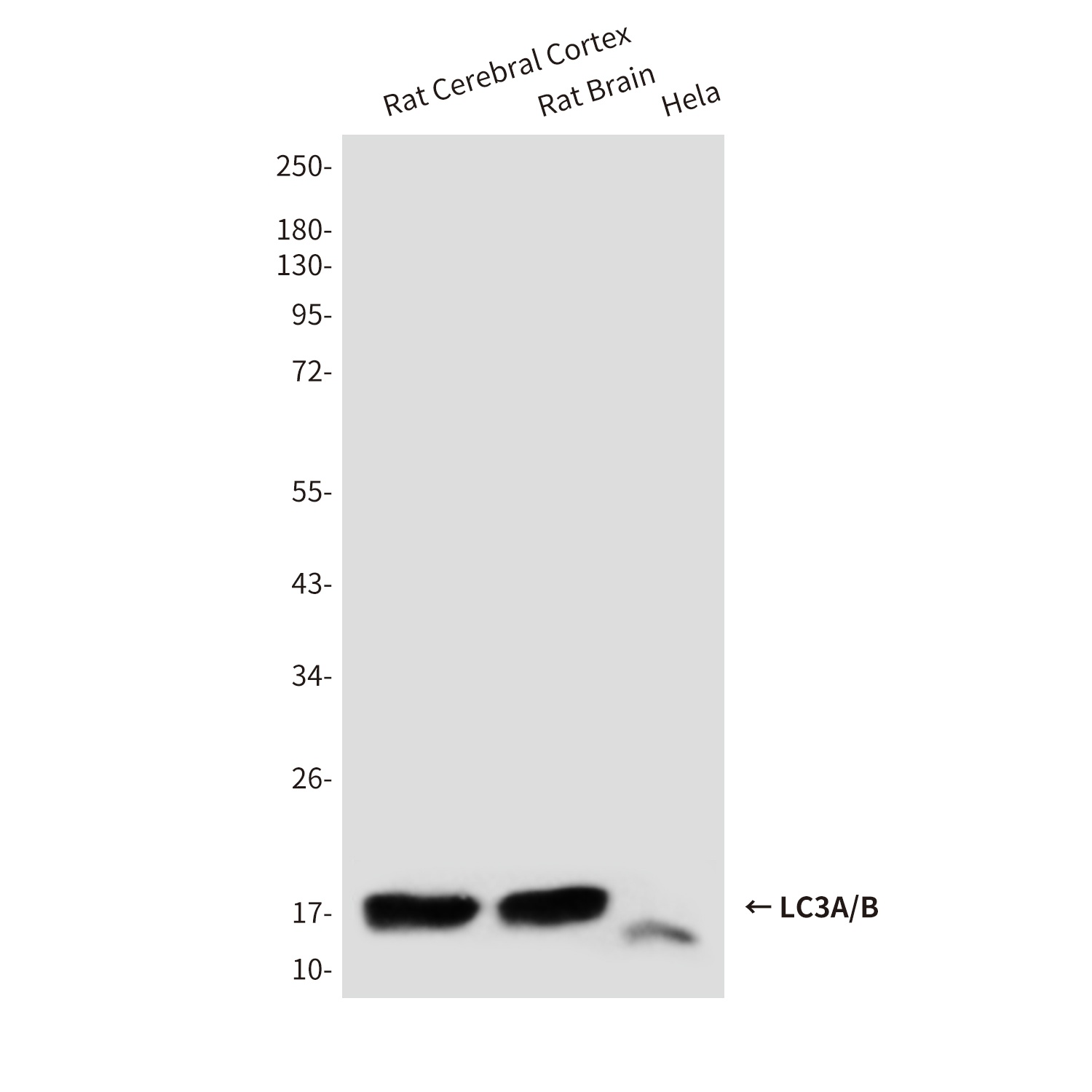 LC3A/B Mouse Monoclonal Antibody
