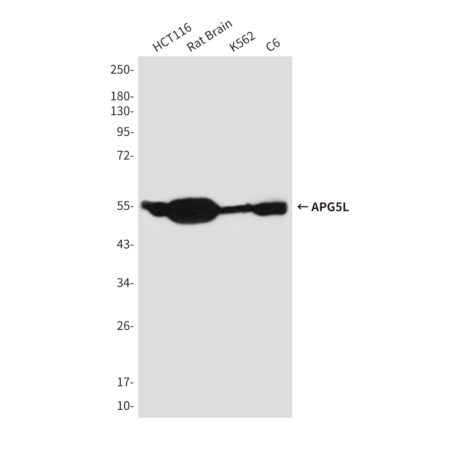 APG5L (8F1) Mouse mAb