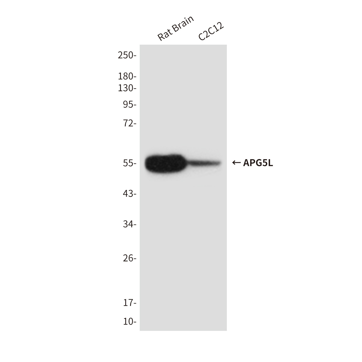 APG5L (8F1) Mouse mAb