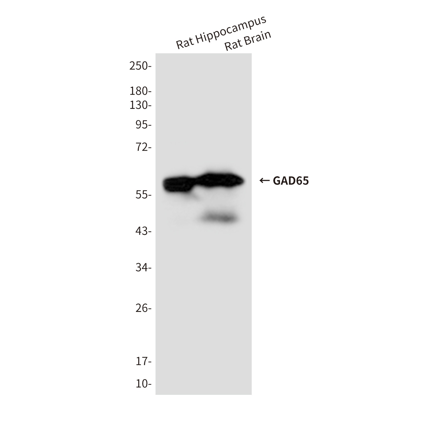 GAD65 (6D5) Mouse mAb