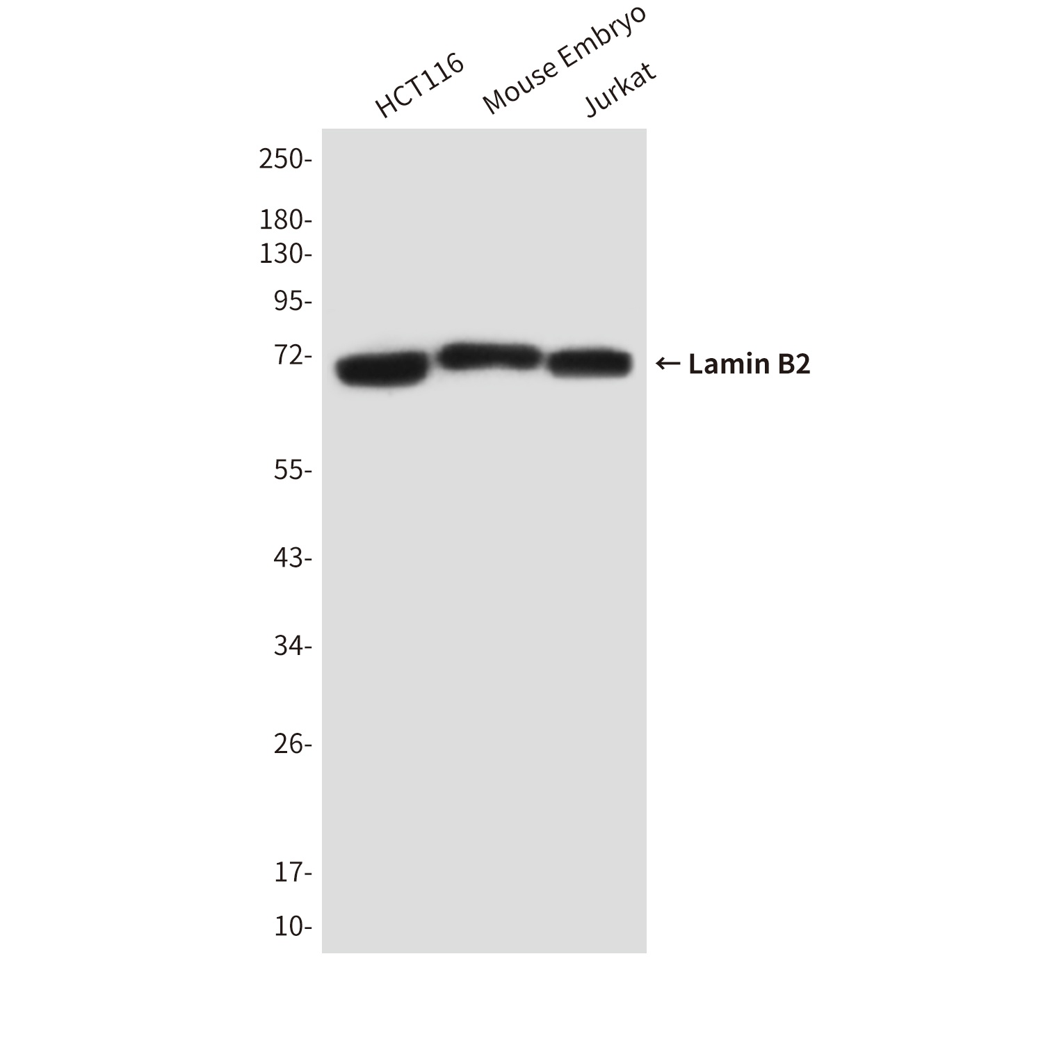 Lamin B2 (8F6) Mouse mAb