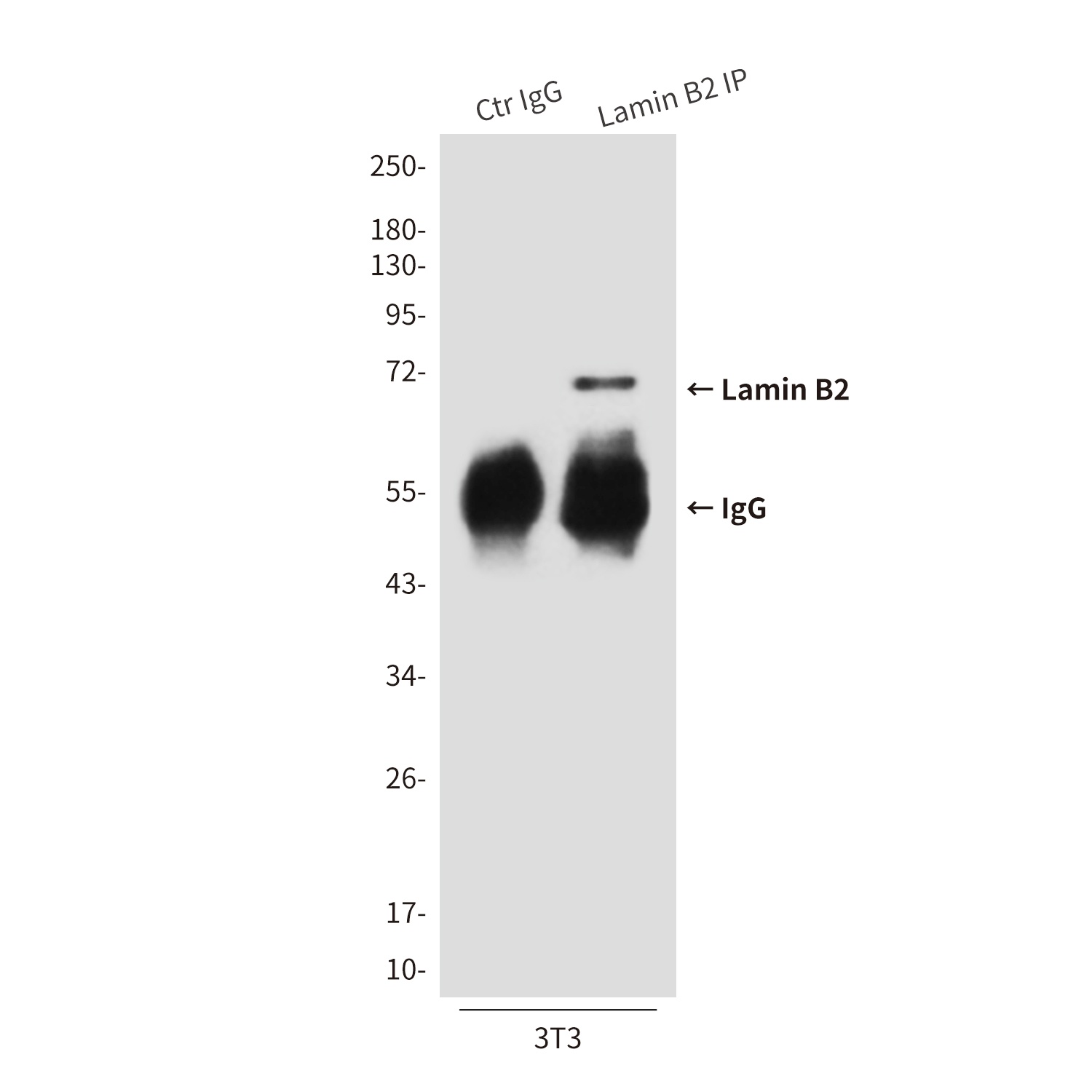 Lamin B2 (8F6) Mouse mAb