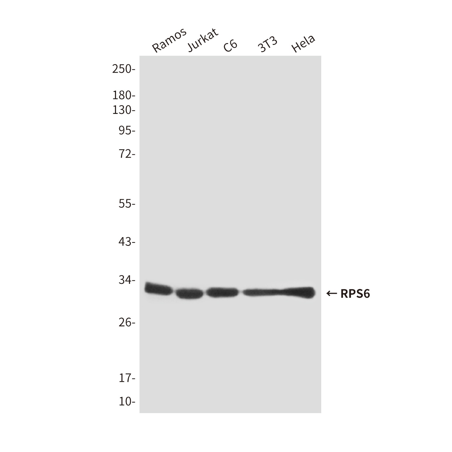 RPS6 Antibody