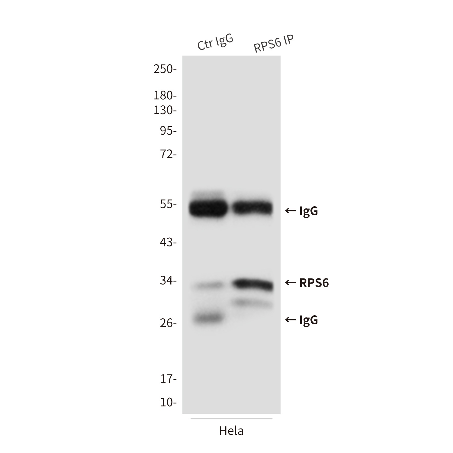 RPS6 Antibody