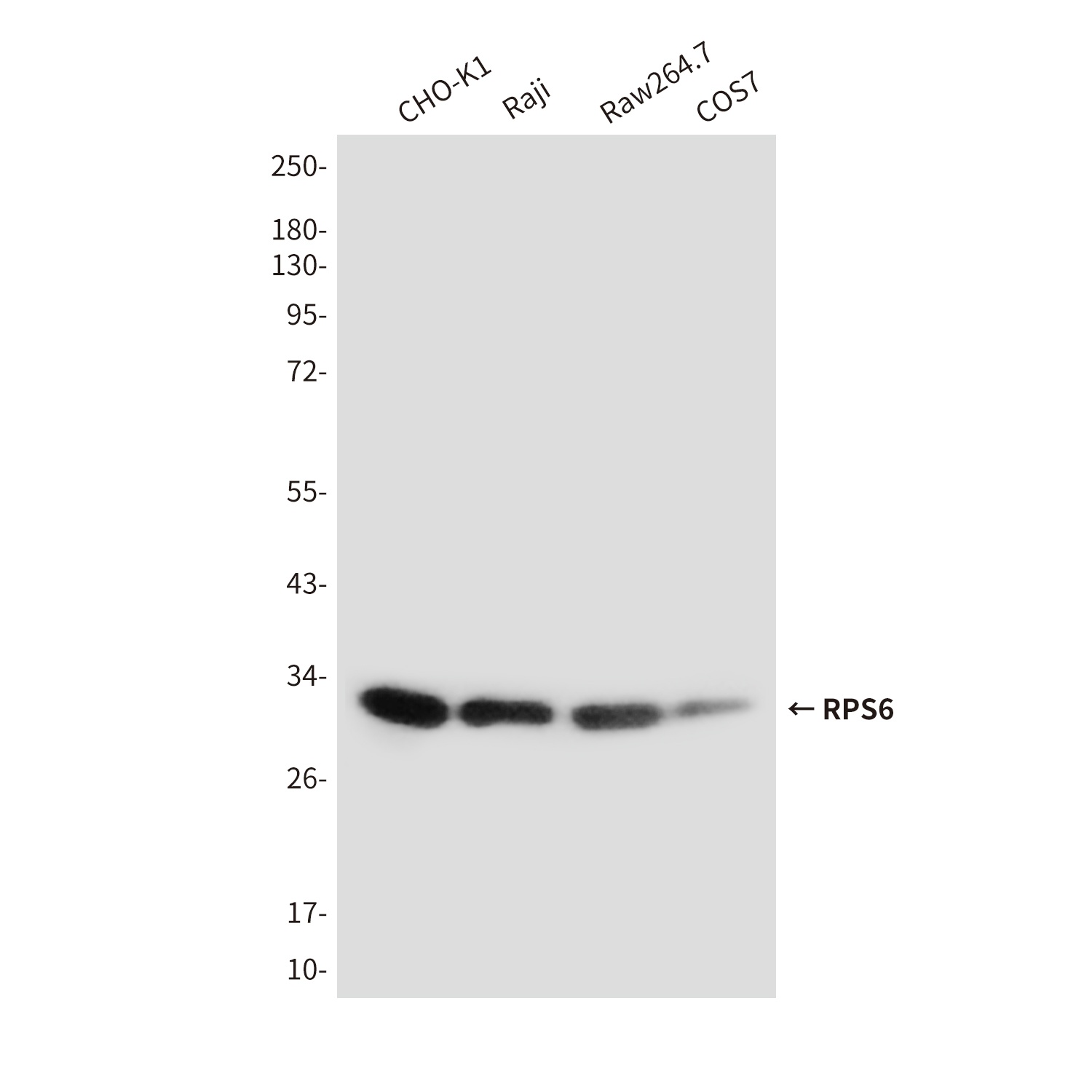 RPS6 Antibody