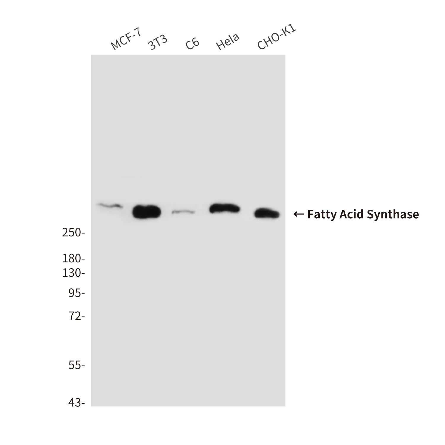 Fatty Acid Synthase (6B9) Mouse mAb