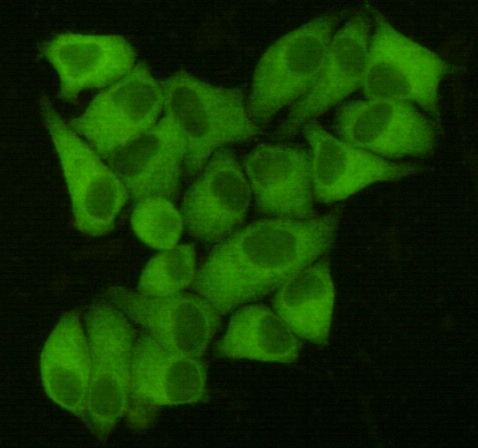 Fatty Acid Synthase (6B9) Mouse mAb