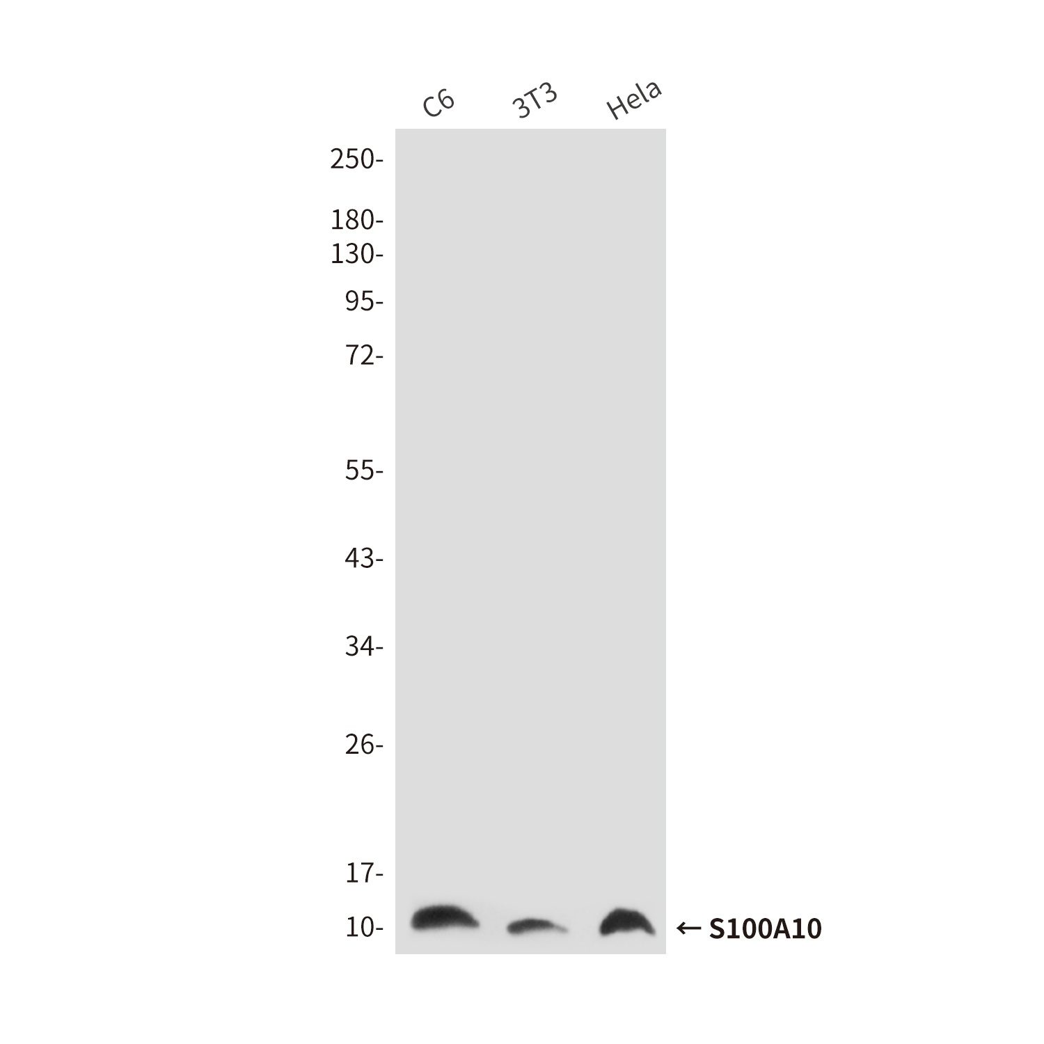 S100a10 Antibody