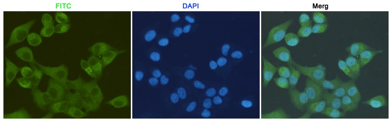 S100a10 Antibody