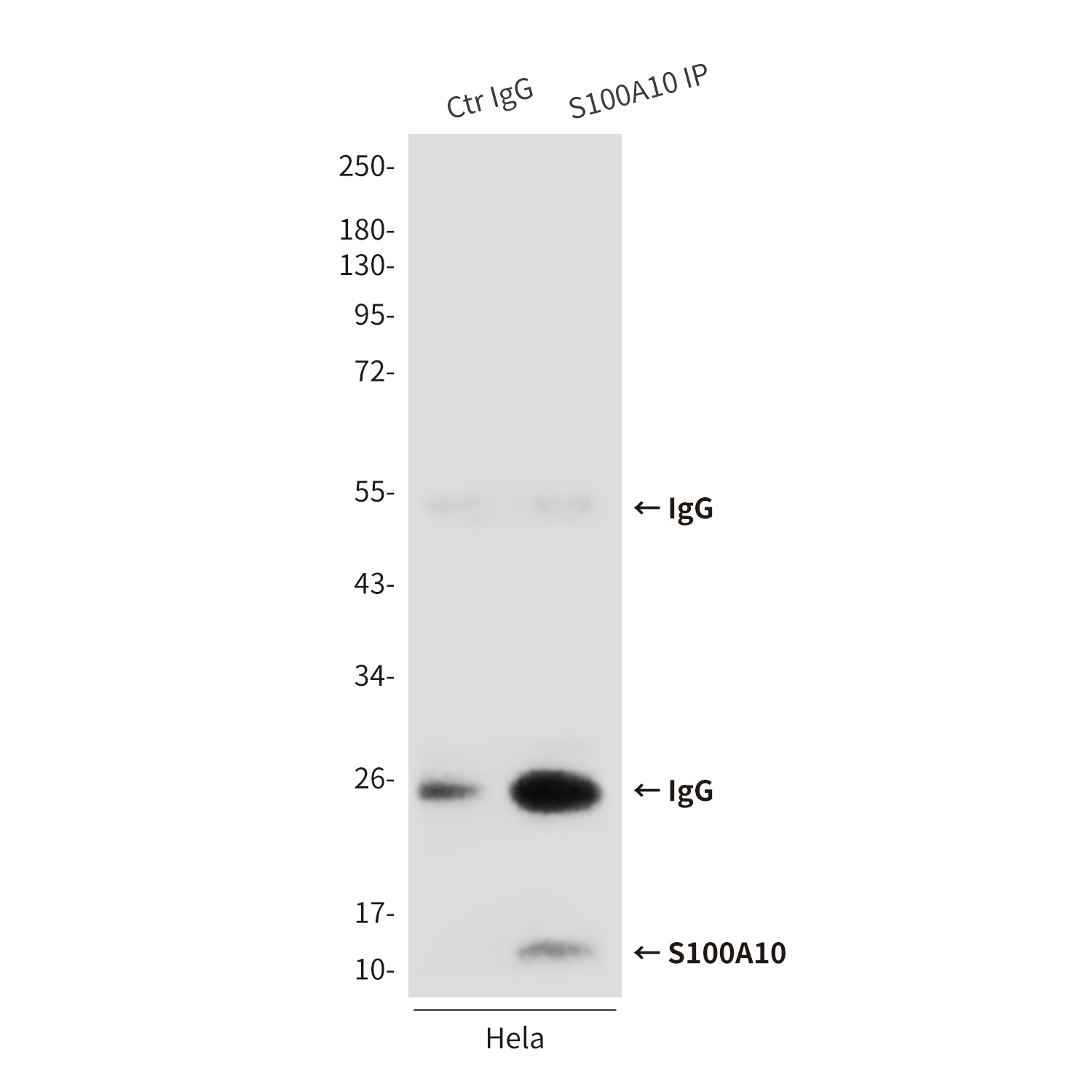 S100a10 Antibody