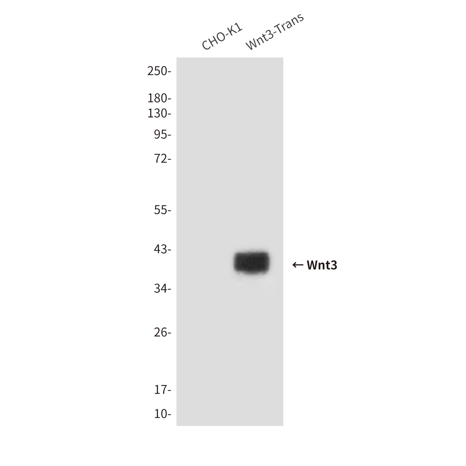 Wnt3 Mouse Monoclonal Antibody