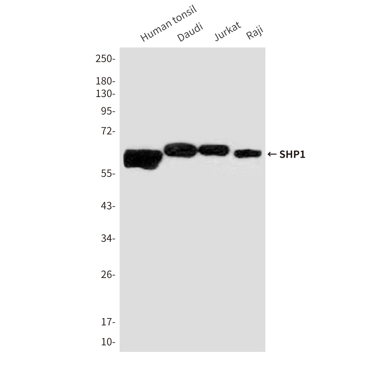 SHP1 (2B7) Mouse mAb