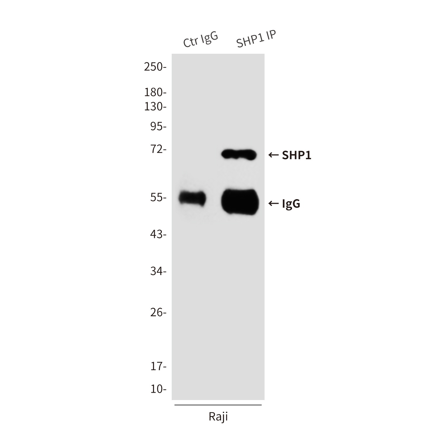 SHP1 (2B7) Mouse mAb