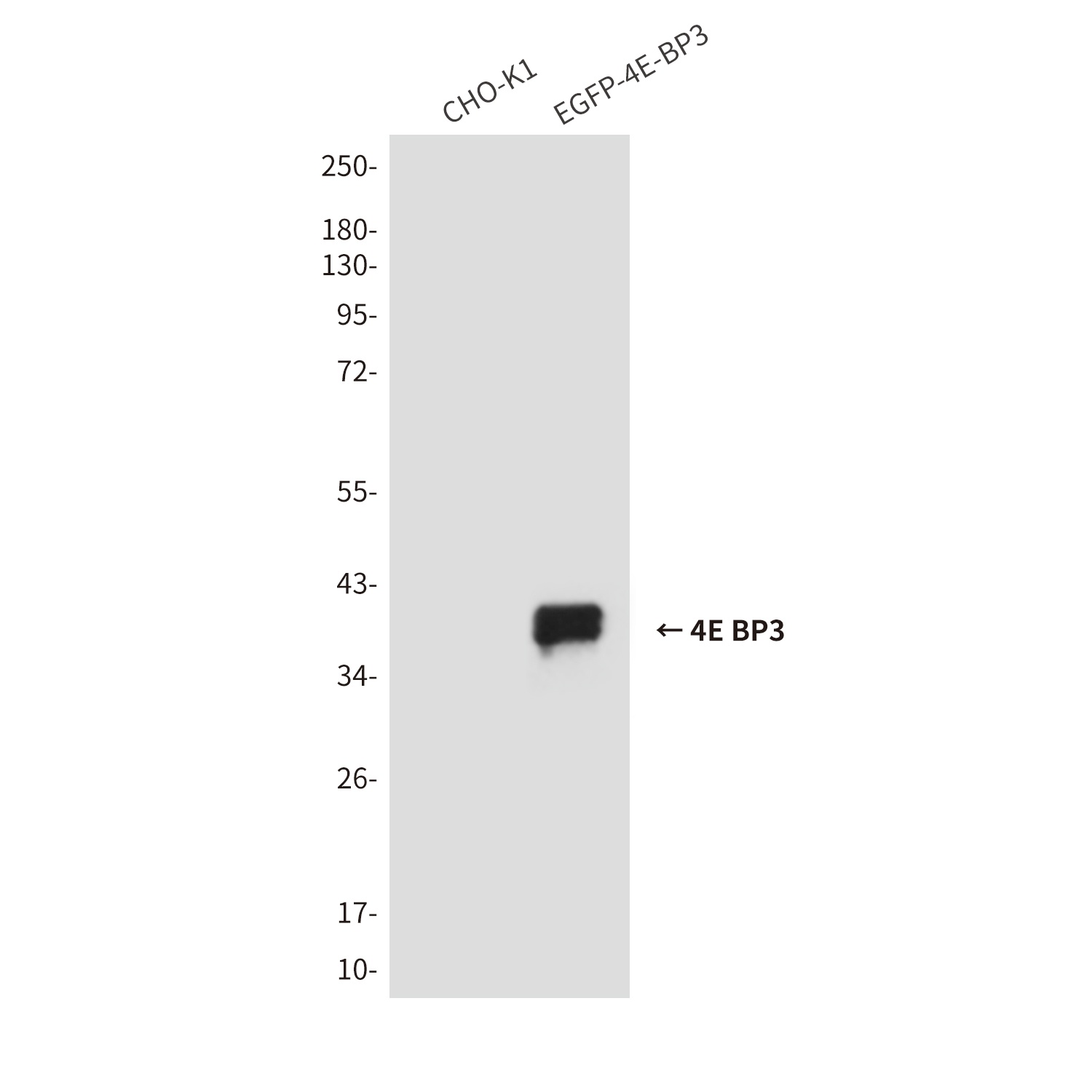 4E BP3 (3B6) Mouse mAb