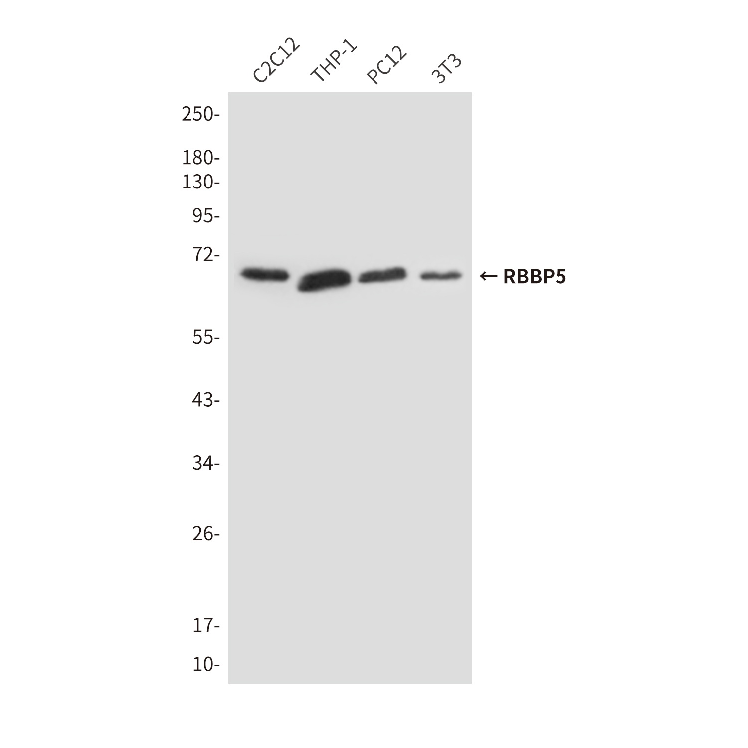 RBBP5 (1C9) Mouse mAb