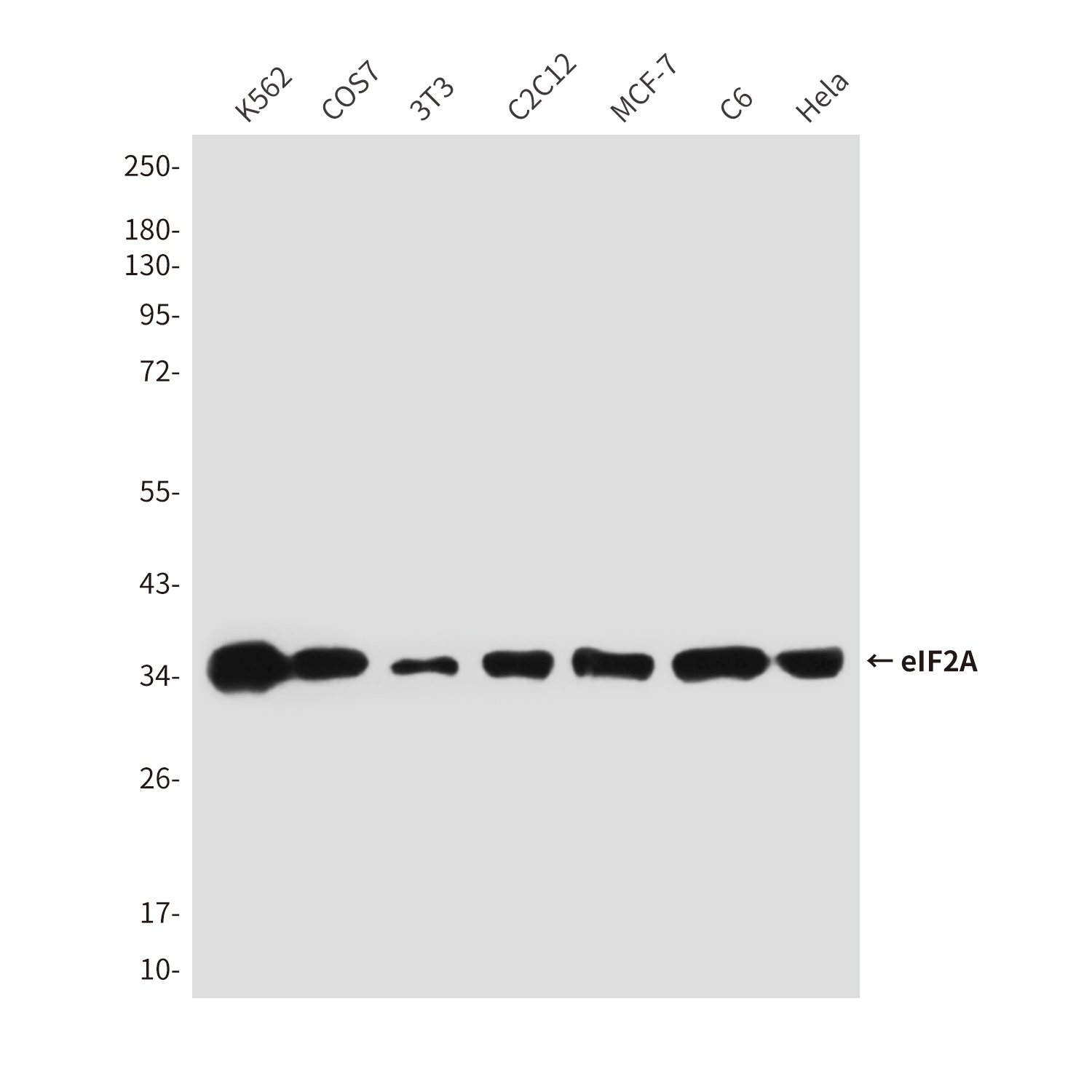 EIF2S1 Antibody