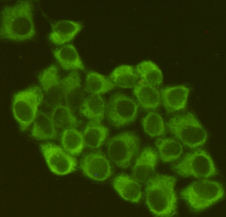 EIF2S1 Antibody