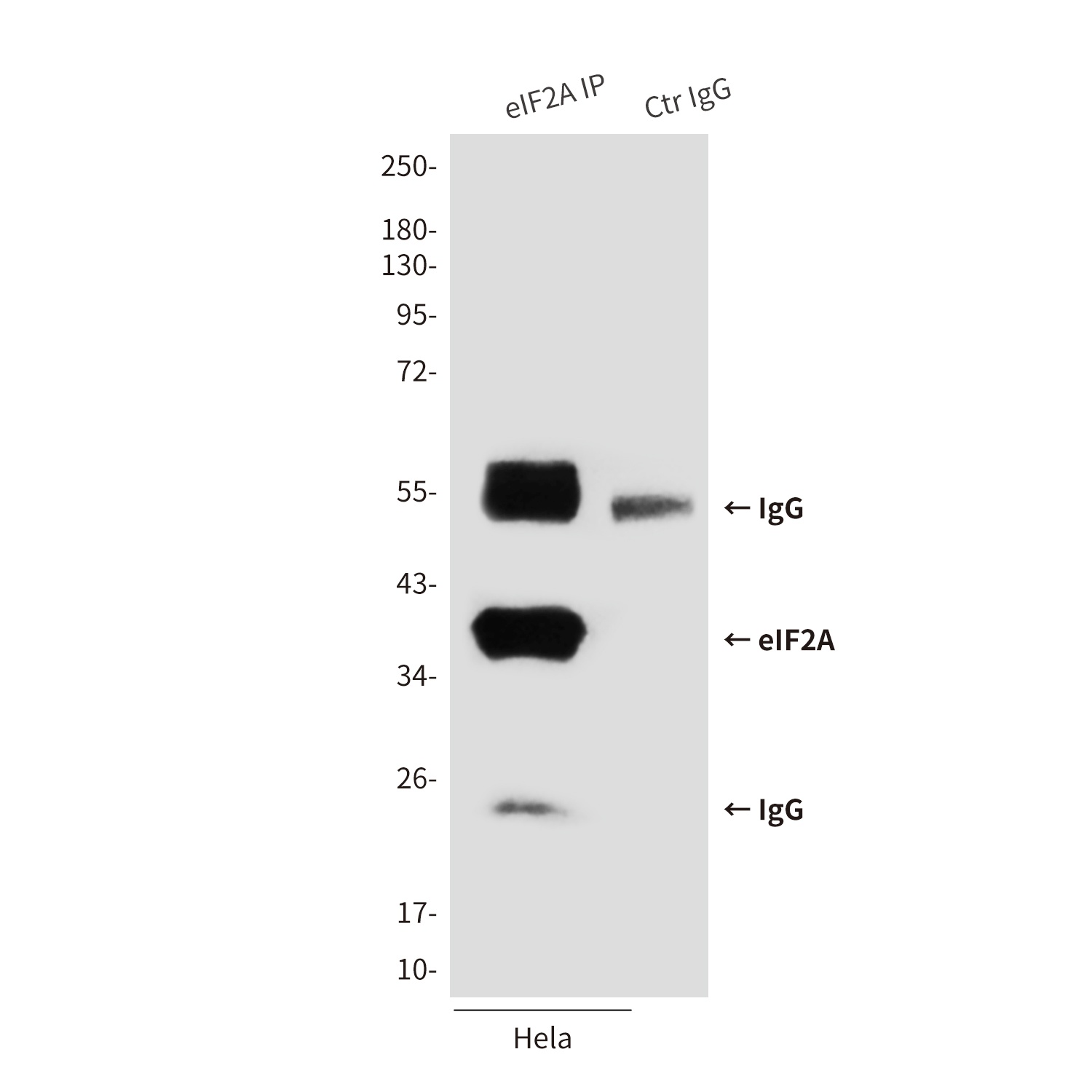 EIF2S1 Antibody