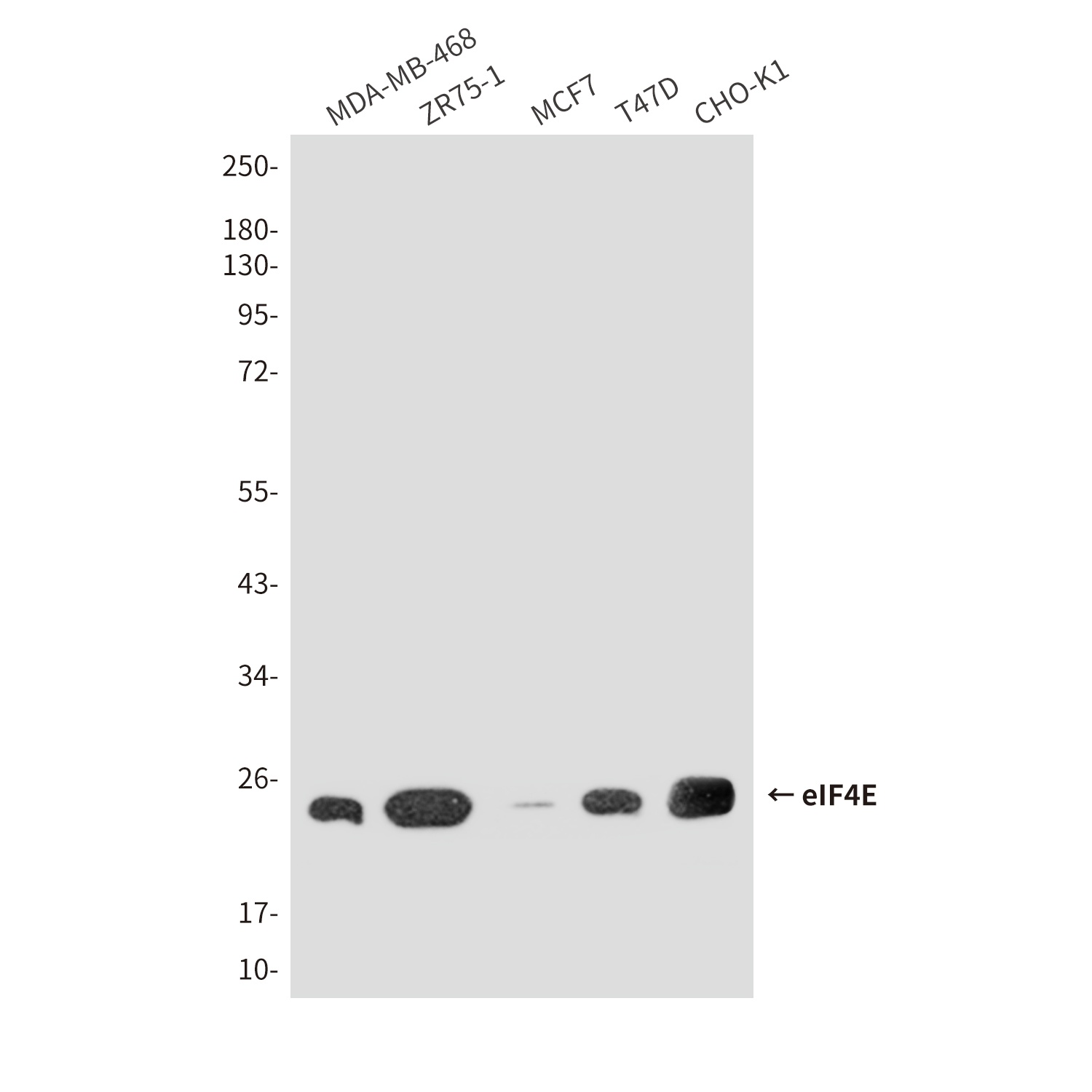 eIF4E (8C8) Mouse mAb