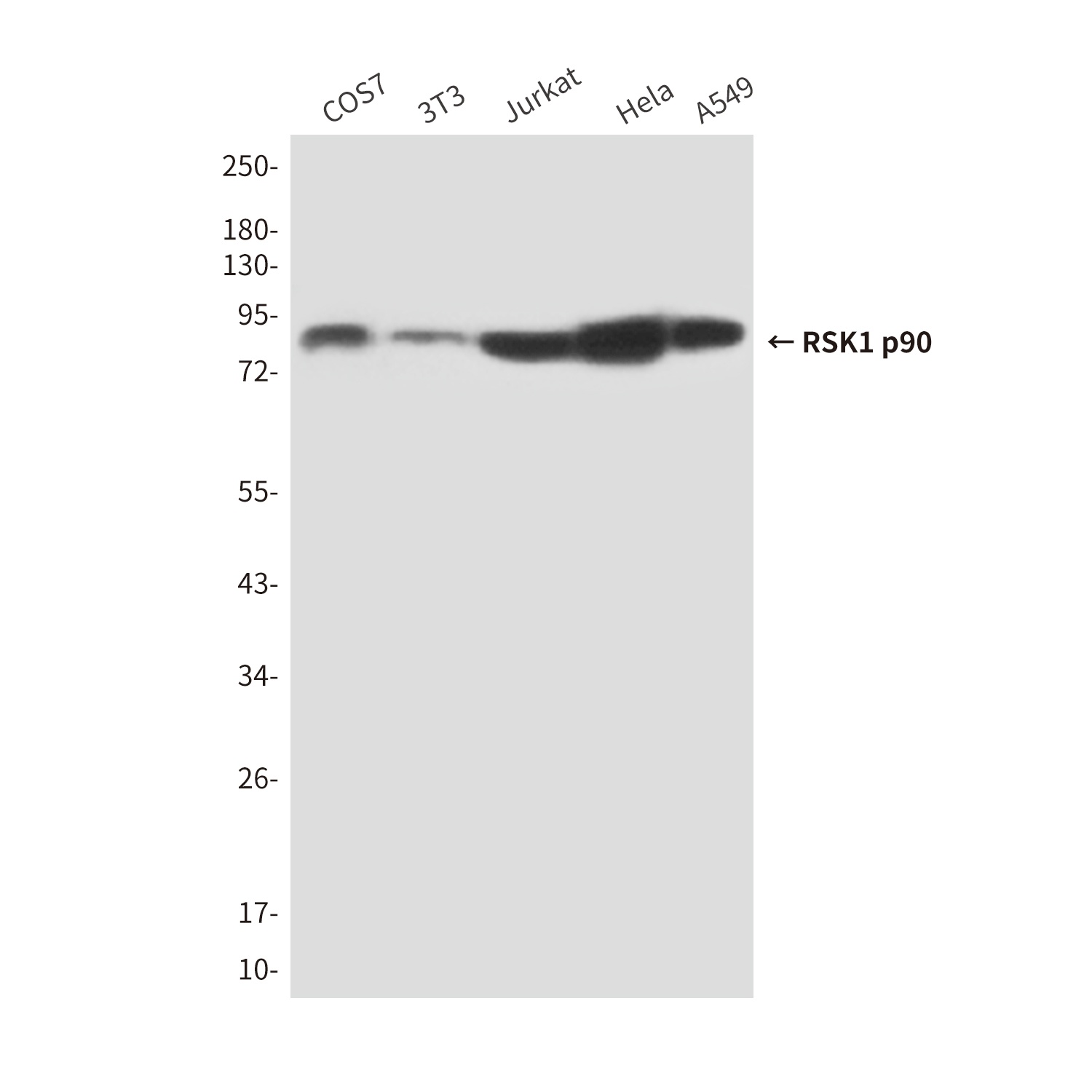 RPS6KA1 Antibody