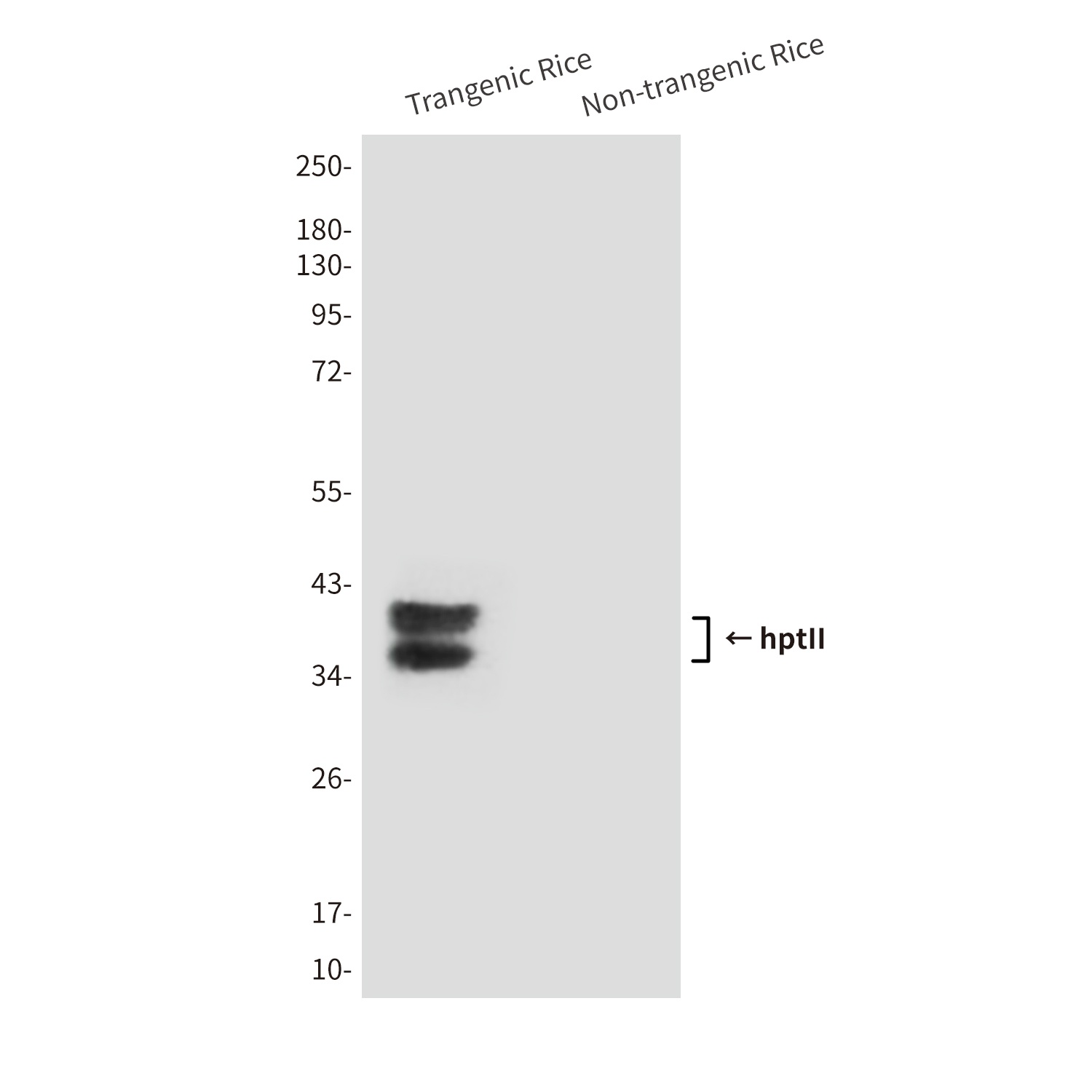 hptII (2D3) Mouse mAb