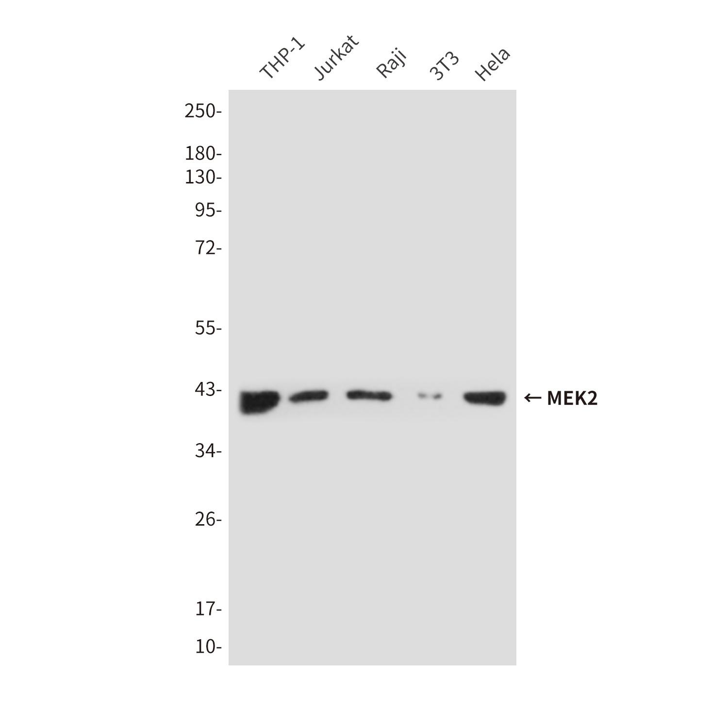Rabbit IgG (5B2) Mouse mAb