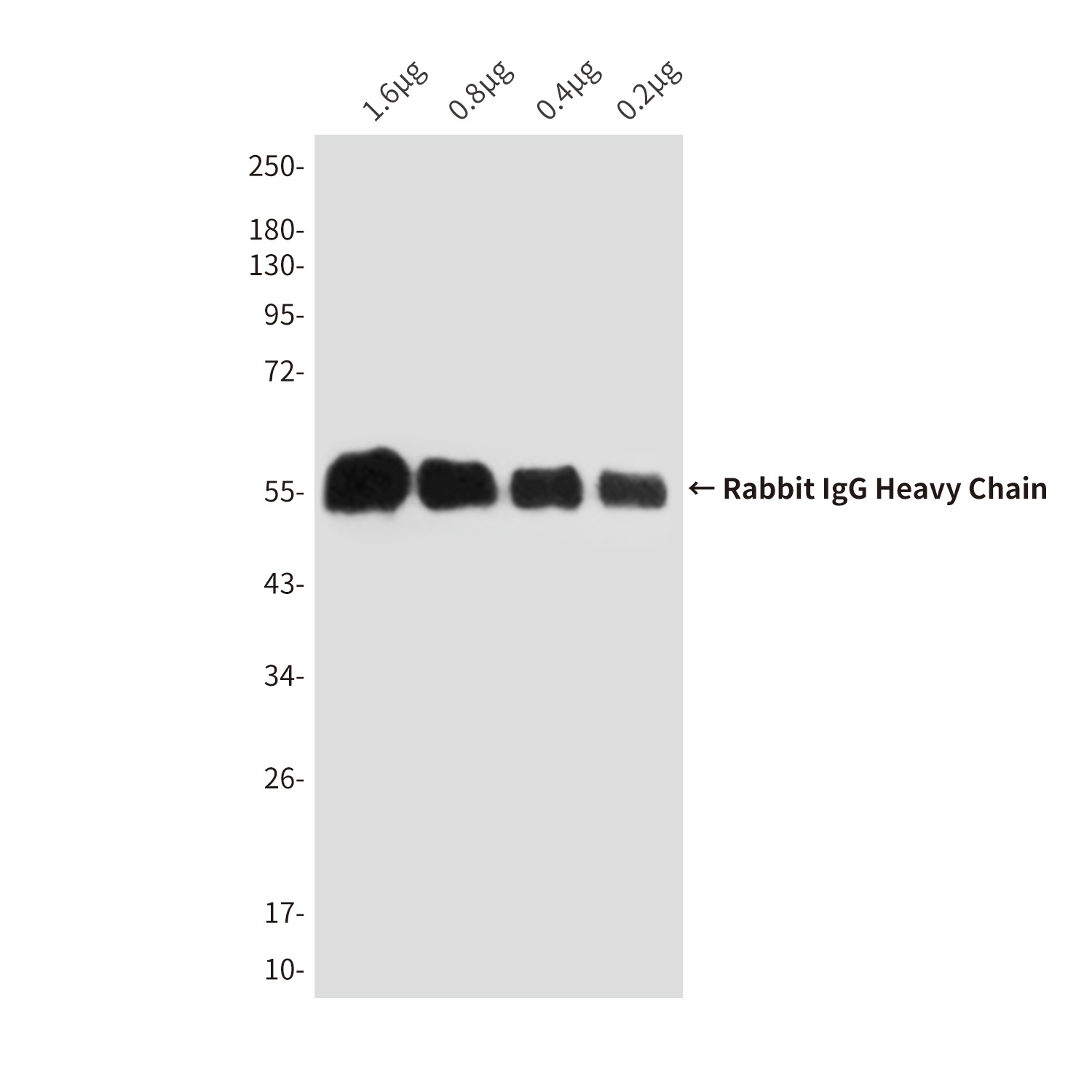 Rabbit IgG (5B2) Mouse mAb