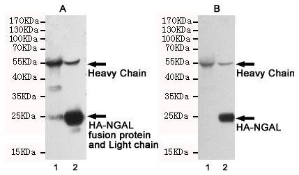 Rabbit IgG (5B2) Mouse mAb