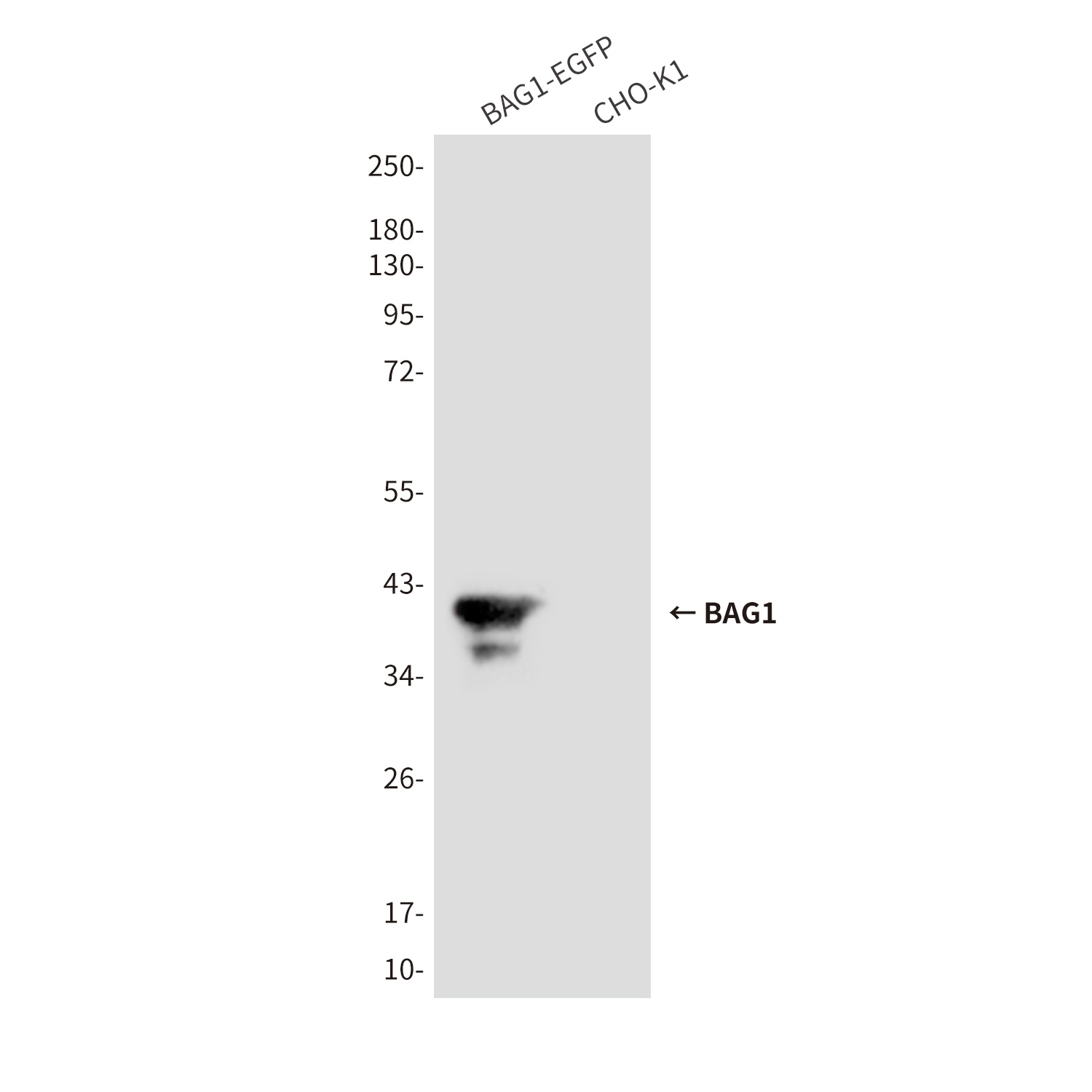 BAG1 (2C12) Mouse mAb