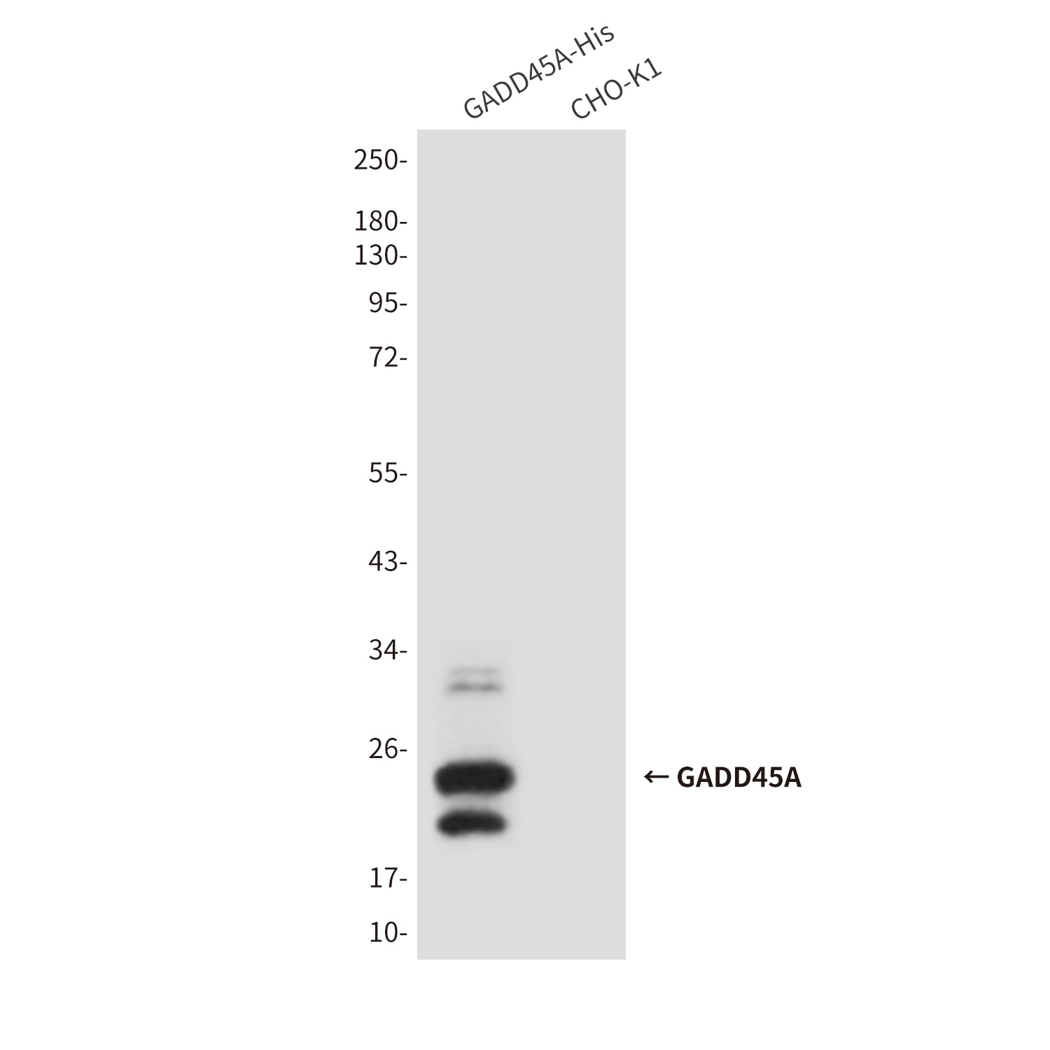 GADD45A (6C3) Mouse mAb